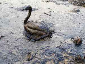 Oiled_Bird_-_Black_Sea_Oil_Spill_111207